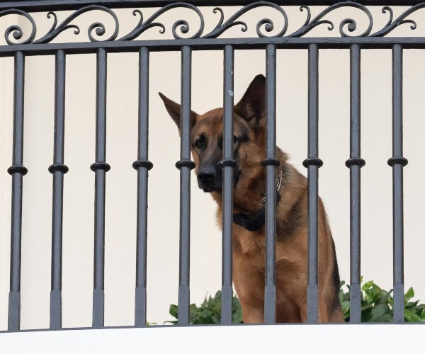 the white house presidential dog 