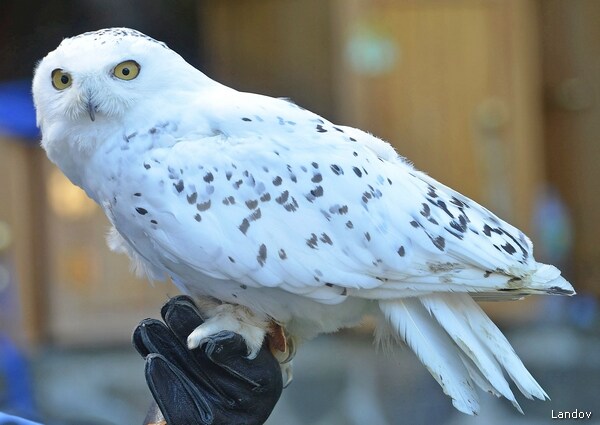 Snowy Owls Spotted in New England Far From Normal Arctic Home