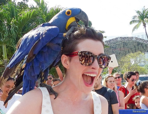 Anne Hathaway Playfully Pecked by Blue Parrot at Walk of Fame