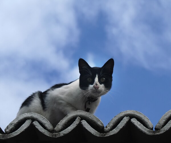 a black and white cat sitting on the roof of a building