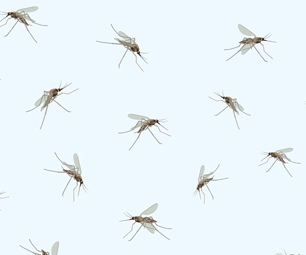 Mosquitoes Remember You by Your Smell, How Well You Swat