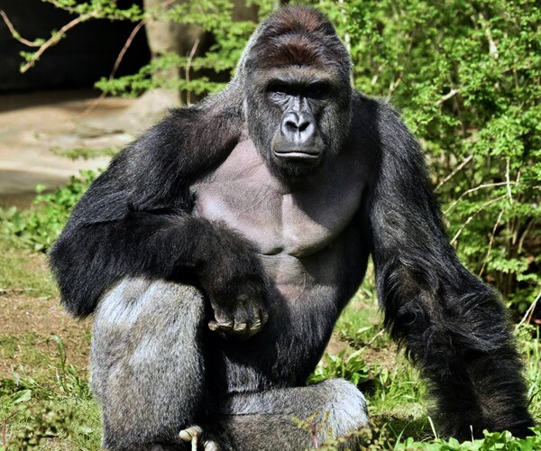 Charges Possible for Parents of Boy Who Fell in Gorilla Enclosure