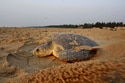 Hundreds of Dead Sea Turtles Are Washing Ashore on India's Coast