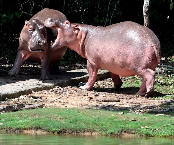 Judge: Pablo Escobar's Cocaine Hippos Legally 'People'