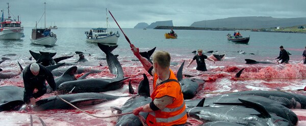 Dolphin Hunt Arrests: 14 Sea Shepherd Activists Detained in Faroe Islands