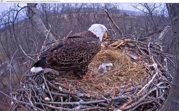 Live Cam Streams Bald Eagle Hatchings in Pennsylvania | Newsmax.com