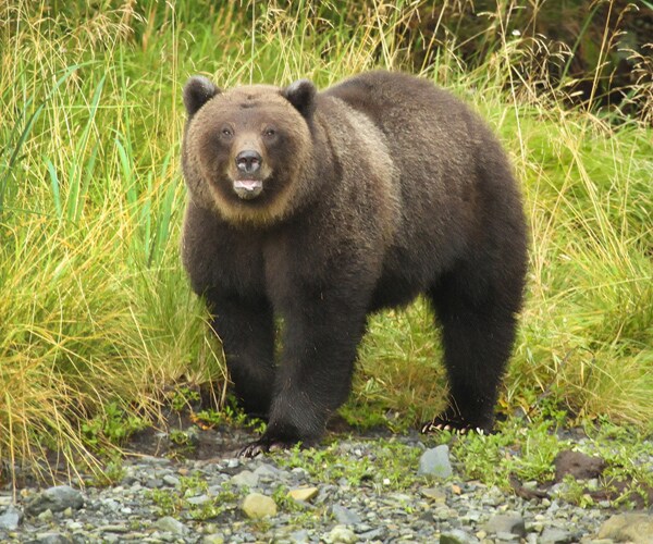 Grizzly Bear Kills Mountain Biker Near Glacier Lake Park