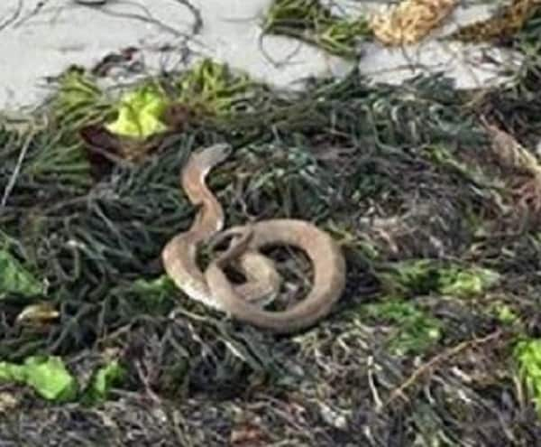 Snake Invasion Closes Beaches Near Buenos Aires After Flood