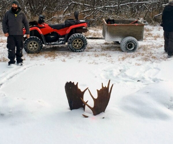 Horns Locked in Death, 2 Moose Fought Real Freeze-Frame Duel