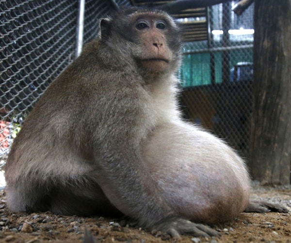 Thailand 'Chunky Monkey' Put On a Diet After Tourists Overfeed Him