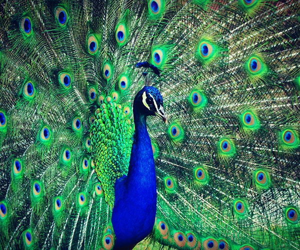 Emotional Support Peacock Not Allowed to Fly on United