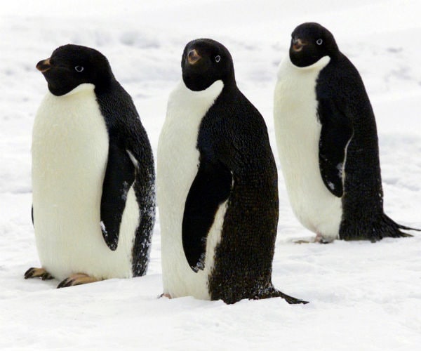 1.5 Million Penguins Discovered on Remote Antarctic Islands