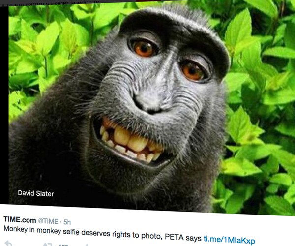 Judge: Monkey Selfie Copyright Cannot Be Owned by Macaque