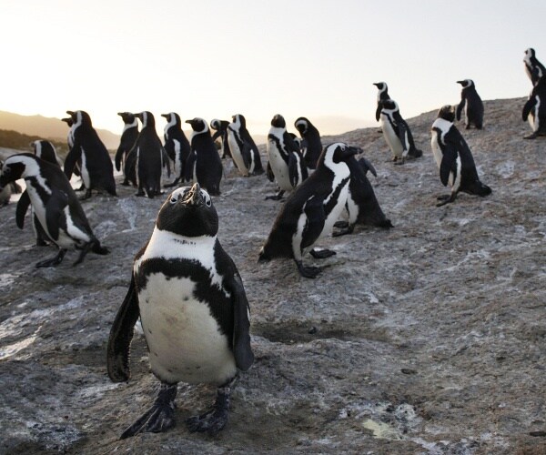 penguins on beach