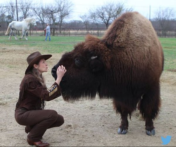 Bison Sold on Craigslist Comes Already Housebroken