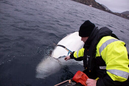 Enigmatic Beluga Whale Lets People Pet it in Artic Norway