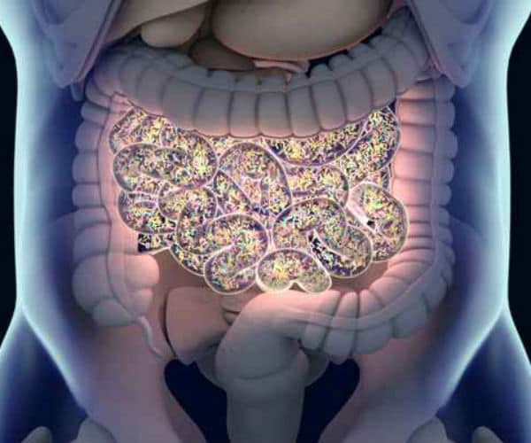 graphic showing gut bacteria displayed