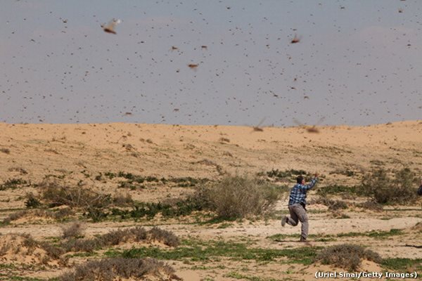 Israel's Locust Invasion from Egypt Comes Weeks before Passover