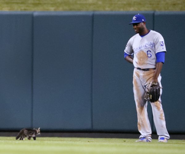 'Rally Cat' Wins Game and Superstitious Cardinal Hearts