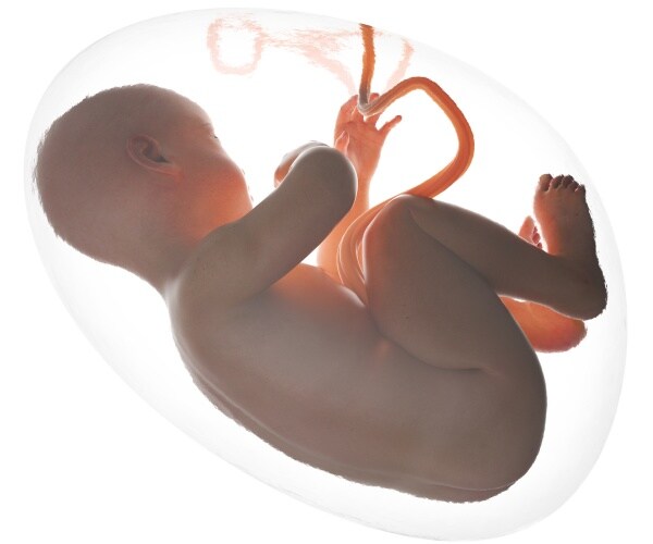 baby in womb, showing placenta