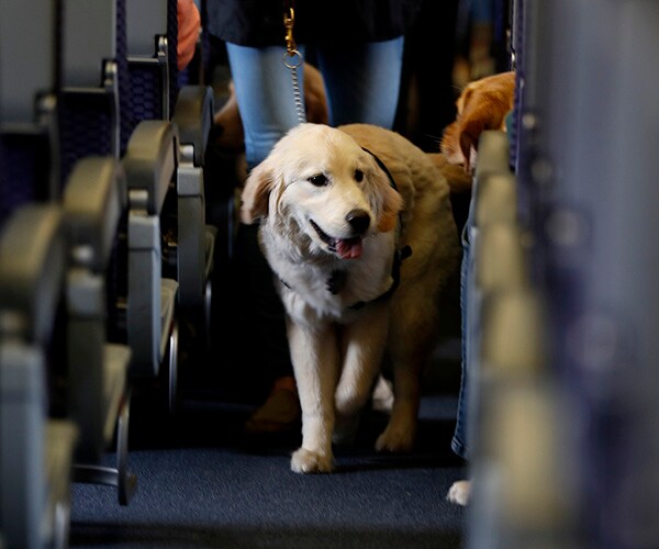 Delta Emotional-Support Animals Draw Complaints, New Requirements