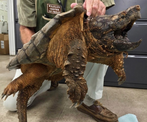 Snapping Turtle Saved From Drainage Pipe