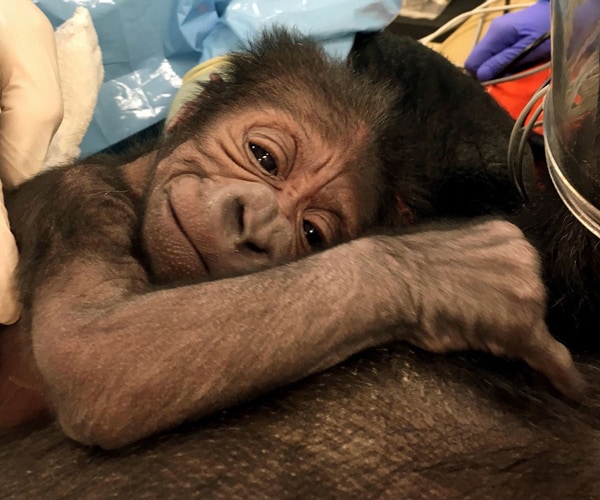 Philadelphia Baby Gorilla Gets Name Picked by Mother