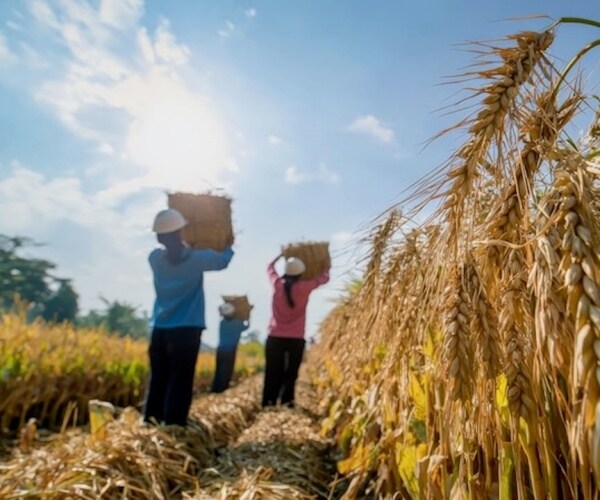 young adults working in a field in the heat