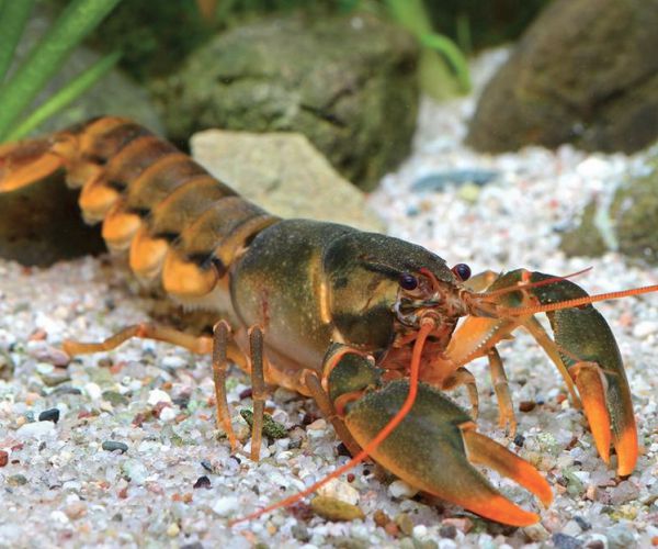 Edward Snowden Crayfish: NSA Whistleblower Gets Species Named After Him