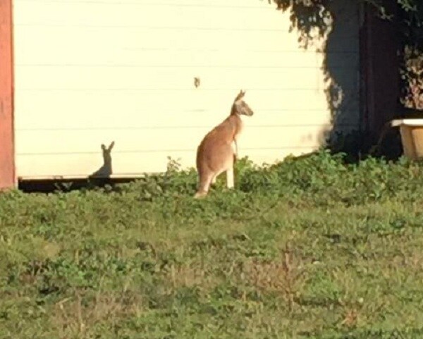 Kangaroo on Staten Island Gets Jump on Owner, but Not NYPD