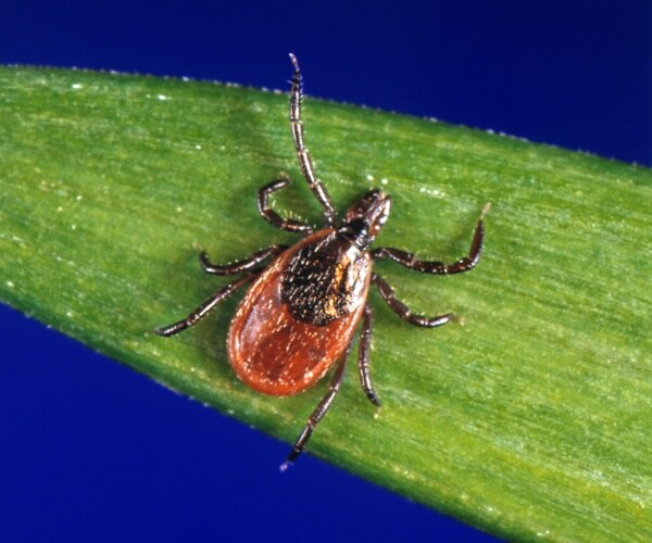 closeup of tick