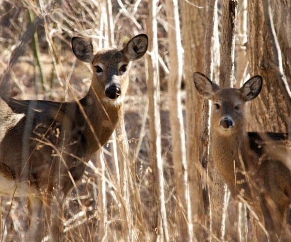 two white-tailed deer looking at camera