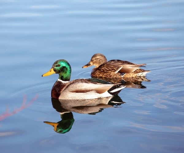 birds on a pond