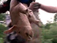 Piglet Crash: Lots of Ham Lost and on Loose on Ohio Highway