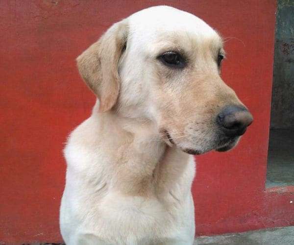 'Hero' Dog Dies After Saving Many From Ecuador Earthquake Rubble