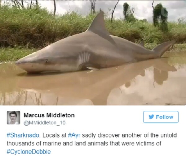 Cyclone vs. Shark: Loser Gets Dumped in Puddle Near Beach