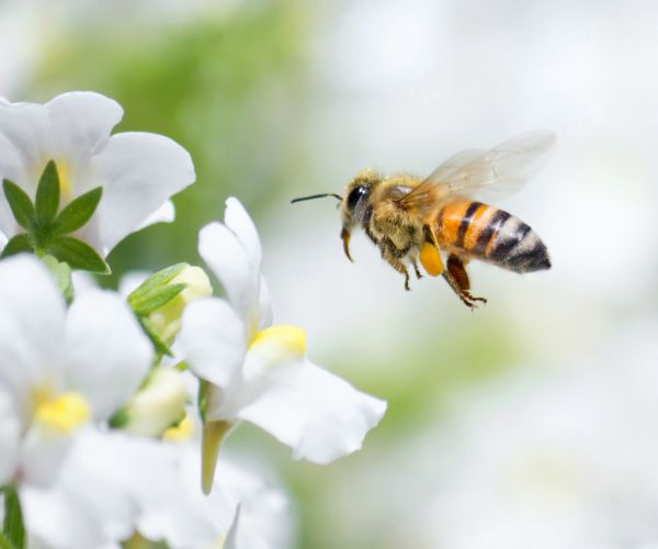 Bees, Caffeine Have a Buzzing Relationship, Scientists Find