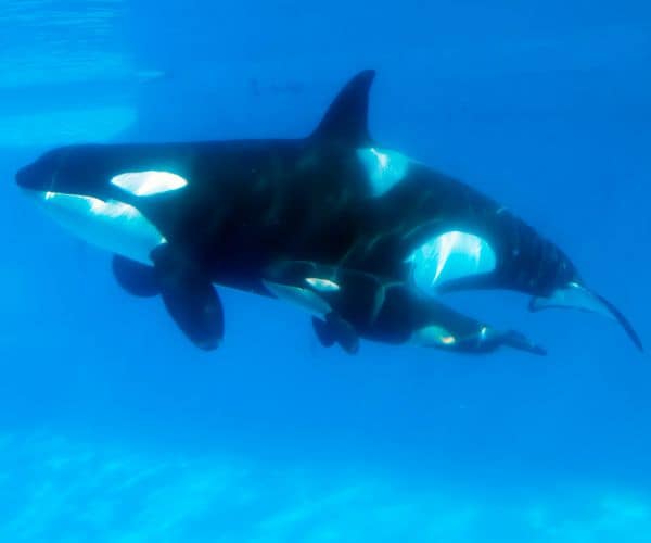 Kasatka, SeaWorld Killer Whale, Dies After Lung Disease Battle