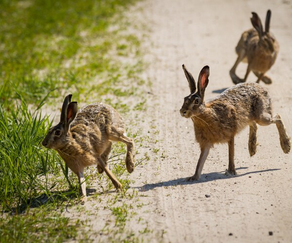 'Rabbit Fever' Has CDC Worried for Hunters, Farmers, Outdoors People