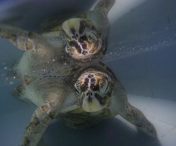 Turtle Has 915 Coins Removed From Belly After Swallowing 'Lucky' Money