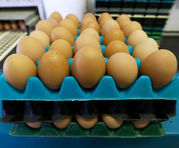 Americans May Have to Start Eating Older Eggs During Panic Buying