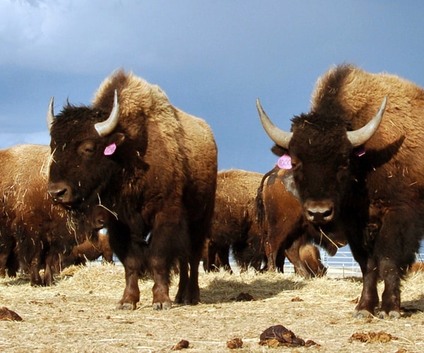 National Bison Legacy Act Signed, Making It National Mammal of the US