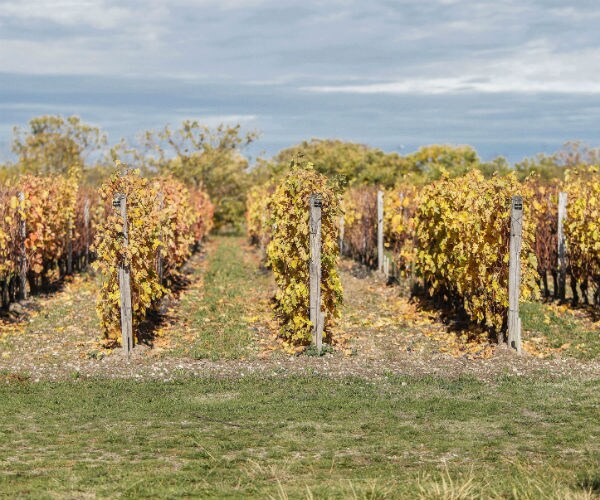 French Wine May Be Improving Due to Climate Change