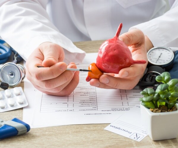 physician holding a model of a prostate, pointing out parts of it