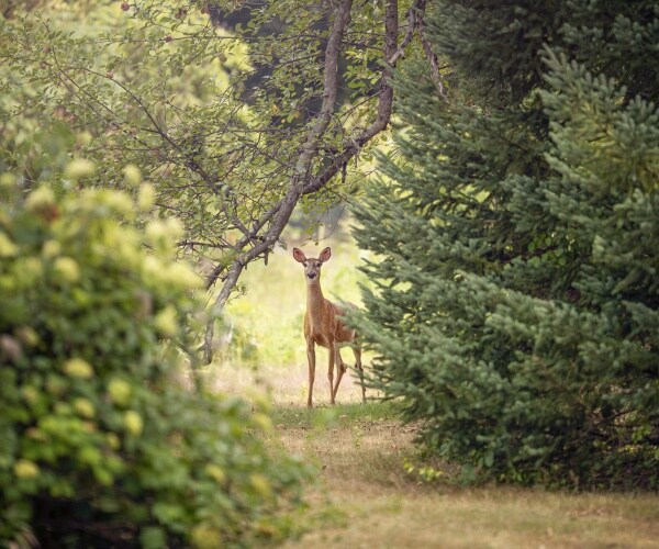 a deer in a backyard