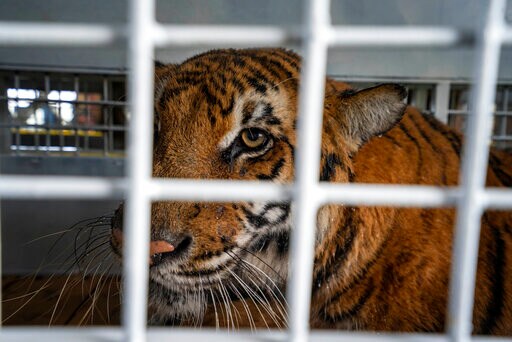 Abused Circus Animals Arrive at South African Sanctuary