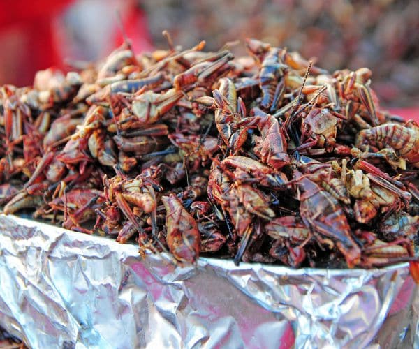 Toasted Grasshoppers: Mariners Add Crispy Crickets to Stadium Menu