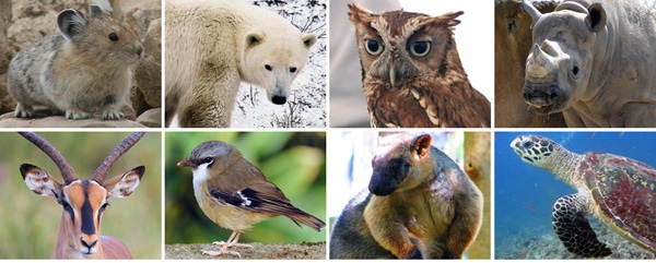 8 Land Animals Affected By Global Warming, According to Scientists