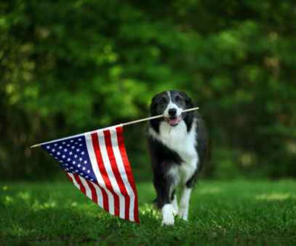 a black and white border collie carrying an american flag is shown