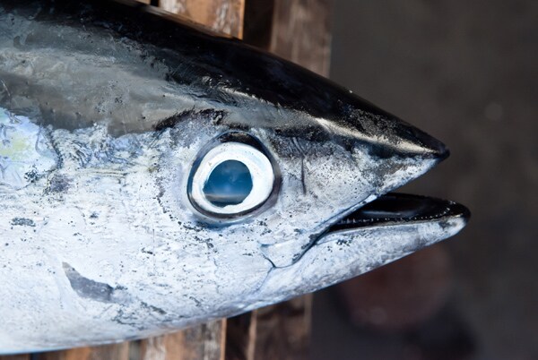 Salmonella Outbreak Prompts Tuna Recall After 62 People Sickened: CDC